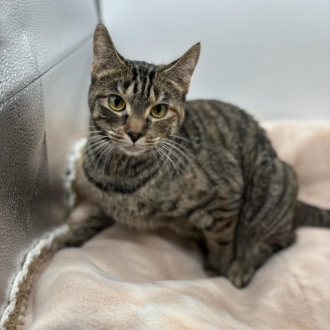 Agatha--In Foster, an adoptable Domestic Short Hair in Fargo, ND, 58102 | Photo Image 1