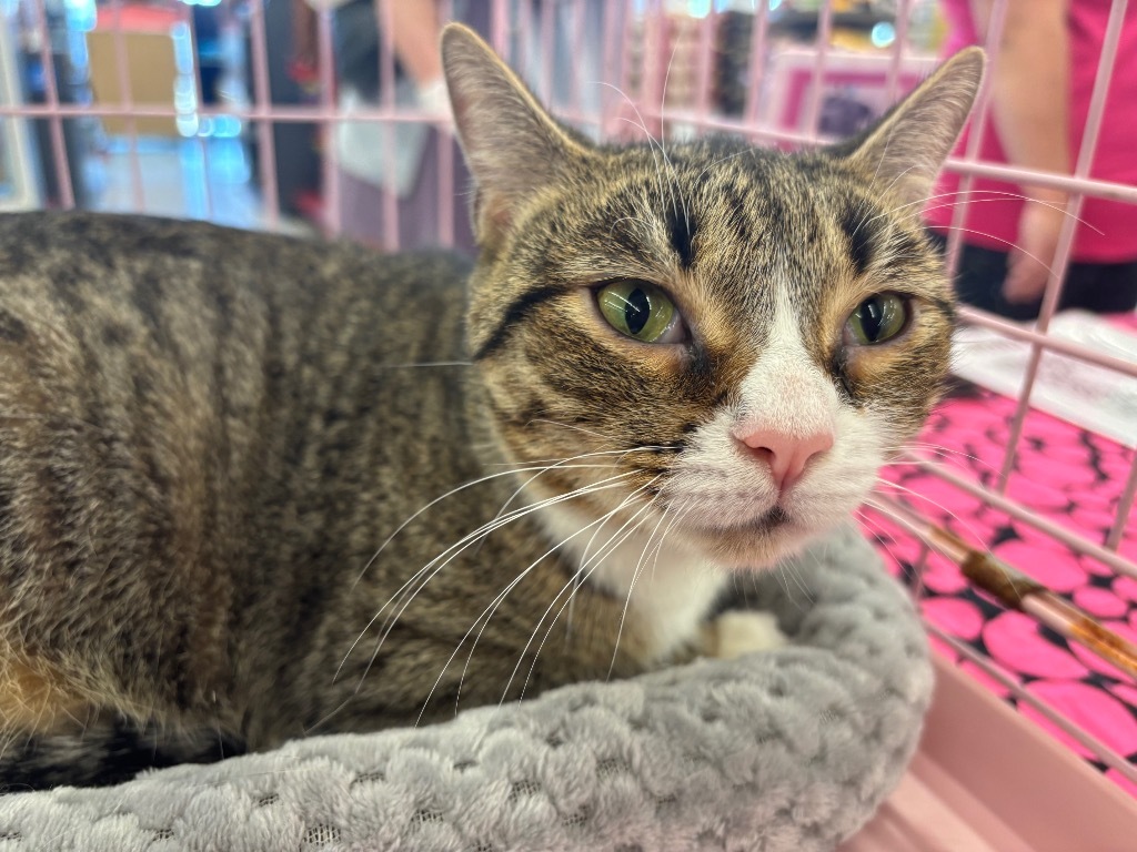 Cheezit Water, an adoptable Domestic Short Hair in Gorham, ME, 04038 | Photo Image 2