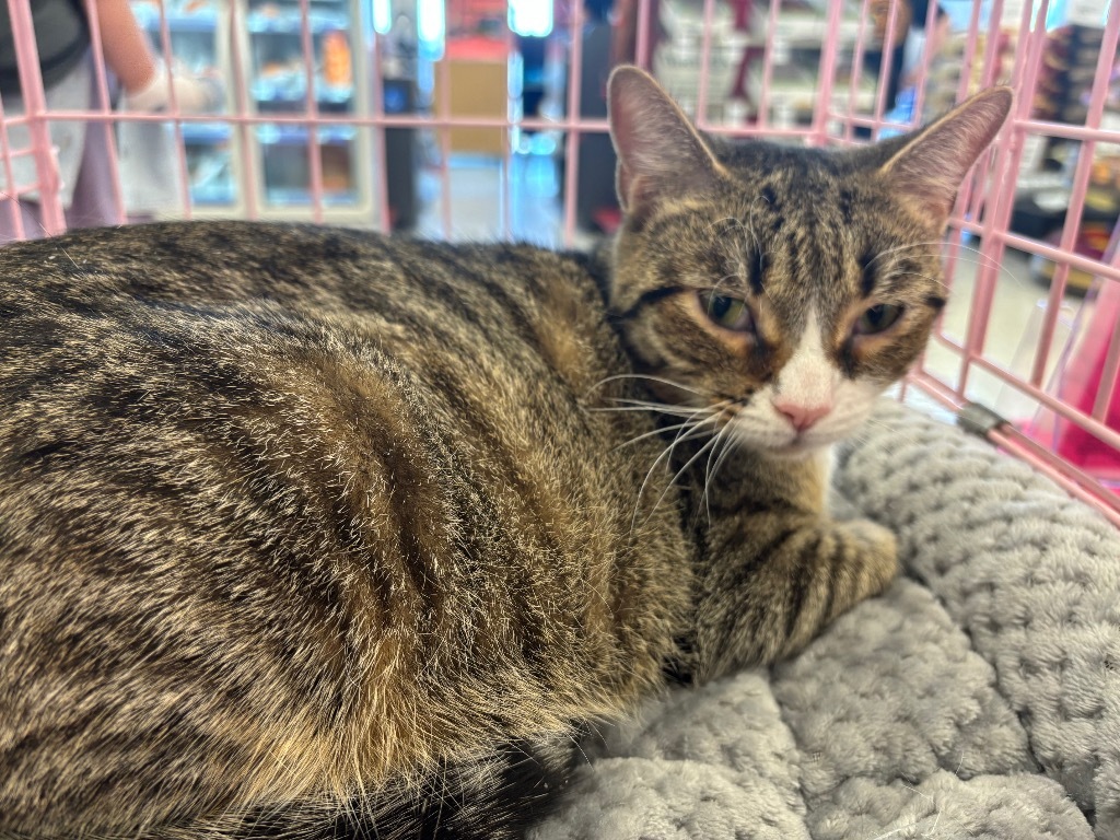 Cheezit Water, an adoptable Domestic Short Hair in Gorham, ME, 04038 | Photo Image 3