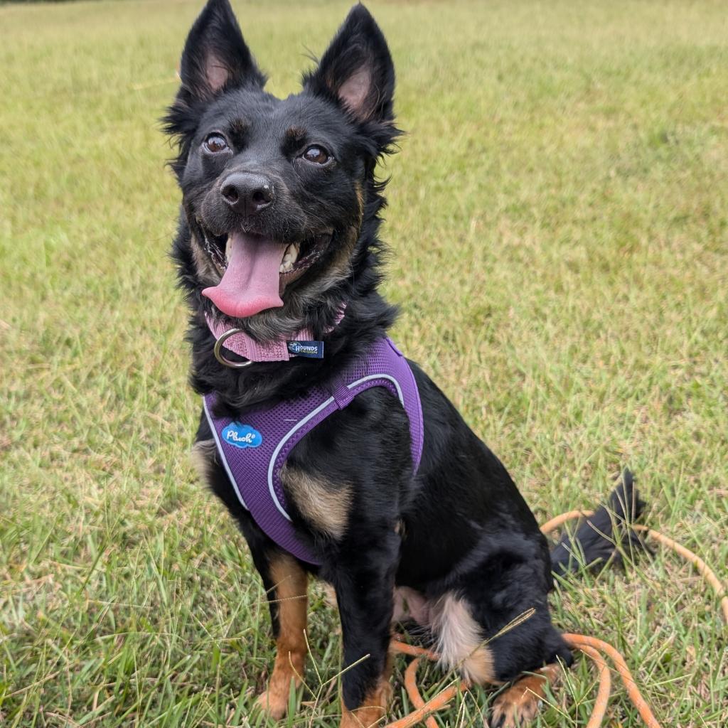 Pandy 07-2341, an adoptable Spitz, Chihuahua in Tyrone, GA, 30290 | Photo Image 1