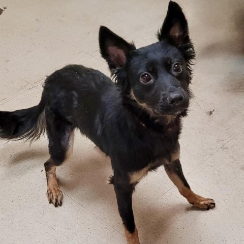 Pandy 07-2341, an adoptable Spitz, Chihuahua in Tyrone, GA, 30290 | Photo Image 2