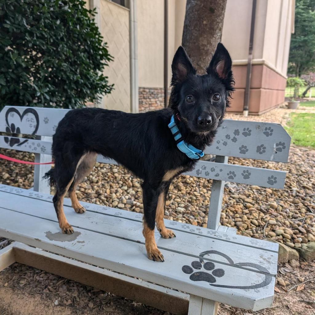 Pandy 07-2341, an adoptable Spitz, Chihuahua in Tyrone, GA, 30290 | Photo Image 2