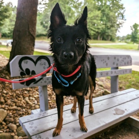 Pandy 07-2341, an adoptable Spitz, Chihuahua in Tyrone, GA, 30290 | Photo Image 3