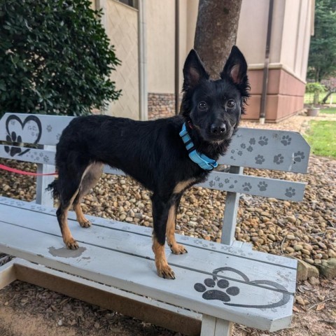 Pandy 07-2341, an adoptable Spitz, Chihuahua in Tyrone, GA, 30290 | Photo Image 4