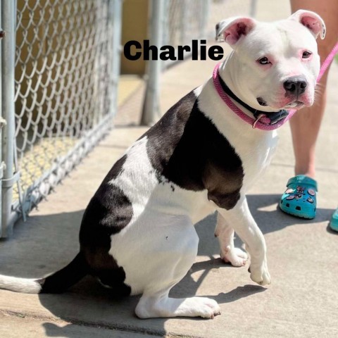 Charlie 240511, an adoptable Mixed Breed in Escanaba, MI, 49829 | Photo Image 1