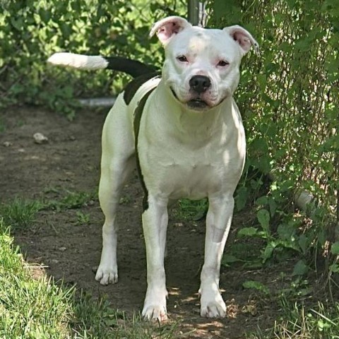 Charlie 240511, an adoptable Mixed Breed in Escanaba, MI, 49829 | Photo Image 3