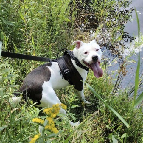 Charlie 240511, an adoptable Mixed Breed in Escanaba, MI, 49829 | Photo Image 4