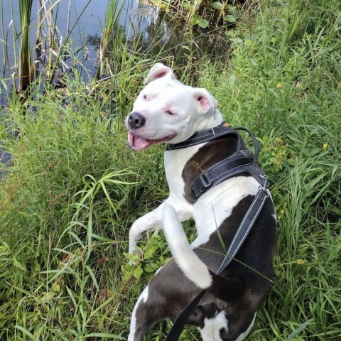 Charlie 240511, an adoptable Mixed Breed in Escanaba, MI, 49829 | Photo Image 5