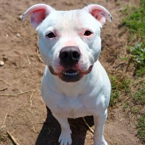 Charlie 240511, an adoptable Mixed Breed in Escanaba, MI, 49829 | Photo Image 6