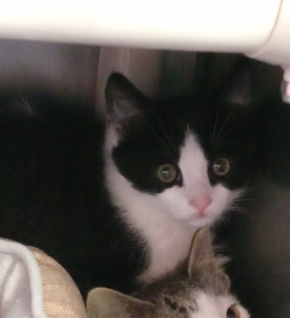 Oreo, an adoptable Domestic Short Hair in Virginia, MN, 55792 | Photo Image 1