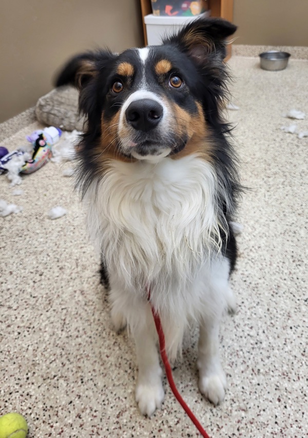 Tuxedo 41708, an adoptable Australian Shepherd in Pocatello, ID, 83205 | Photo Image 1