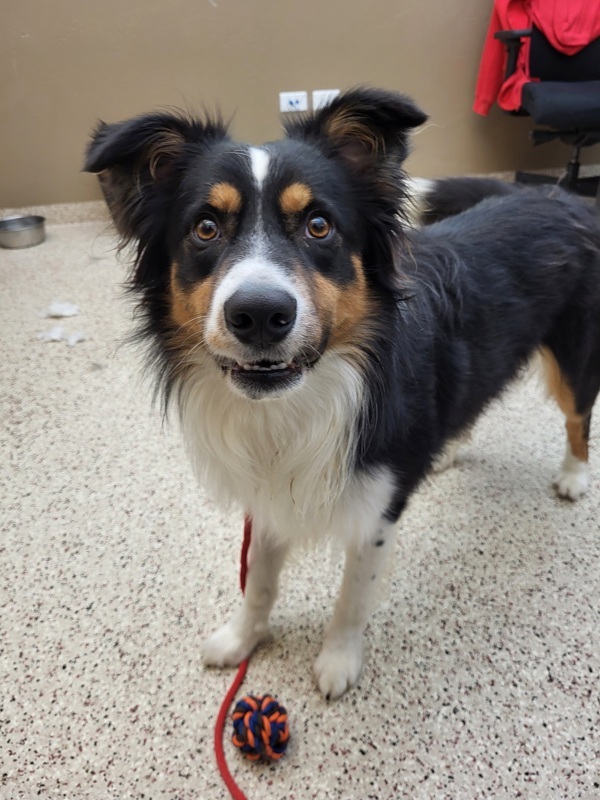 Tuxedo 41708, an adoptable Australian Shepherd in Pocatello, ID, 83205 | Photo Image 2