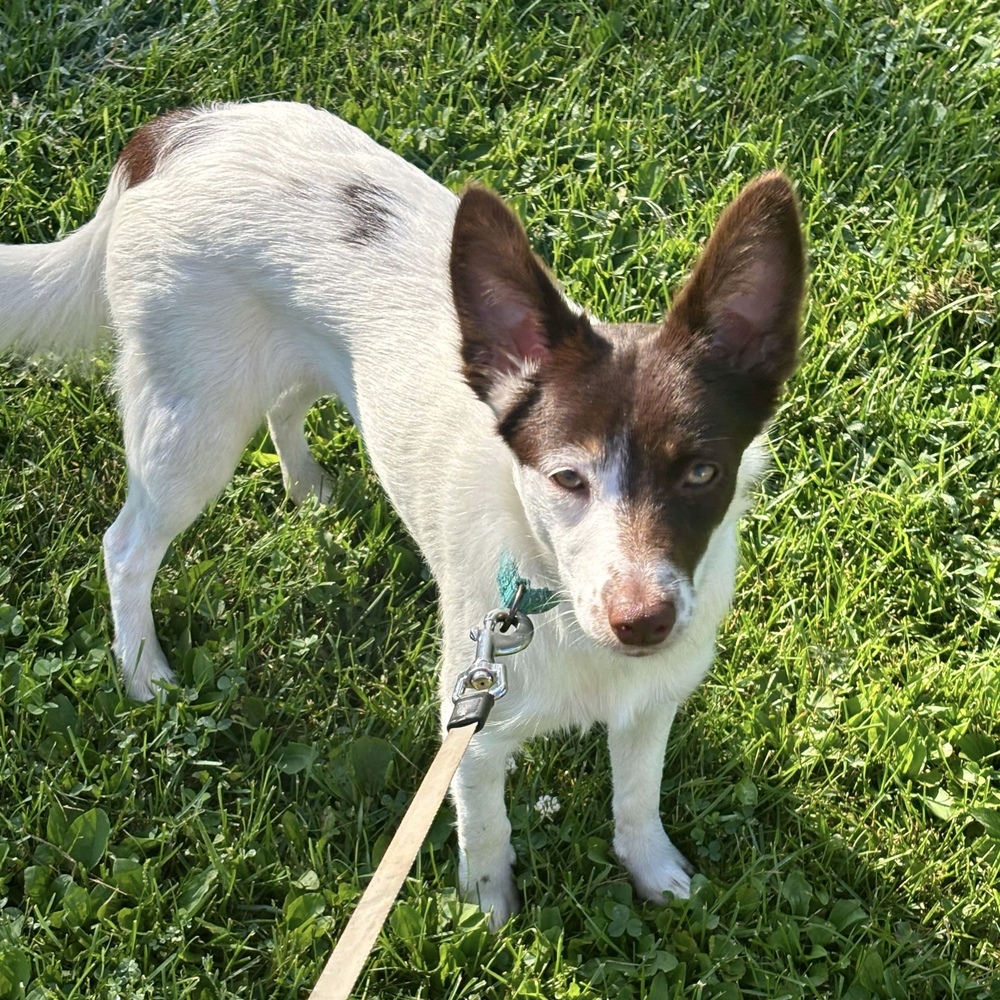 Rosemary, an adoptable Australian Shepherd in Rockland, WI, 54653 | Photo Image 1