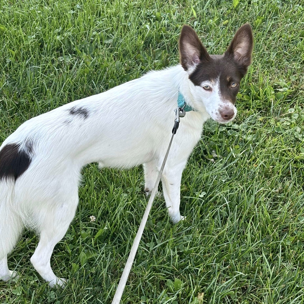 Rosemary, an adoptable Australian Shepherd in Rockland, WI, 54653 | Photo Image 2