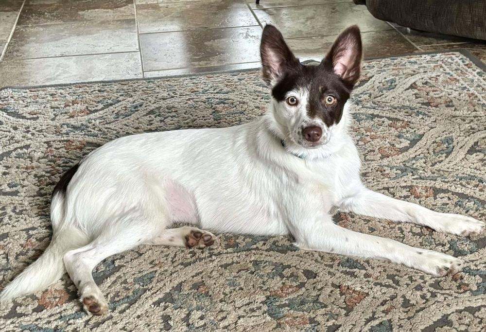 Rosemary, an adoptable Australian Shepherd in Rockland, WI, 54653 | Photo Image 4