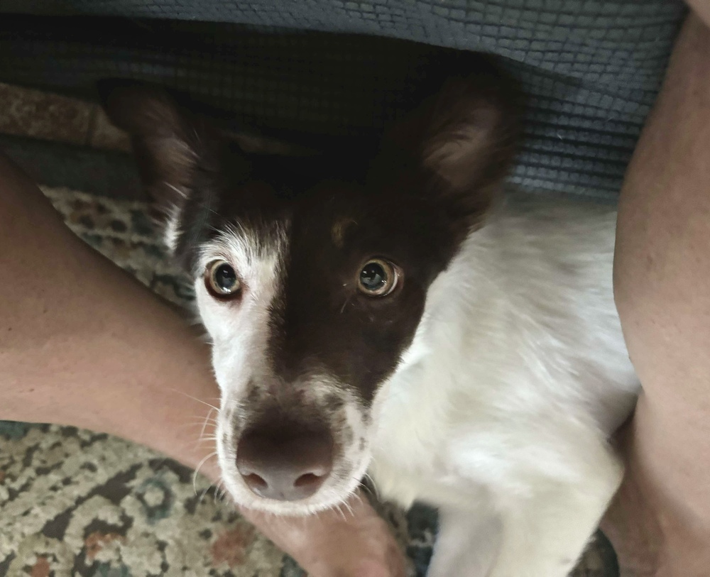 Rosemary, an adoptable Australian Shepherd in Rockland, WI, 54653 | Photo Image 5