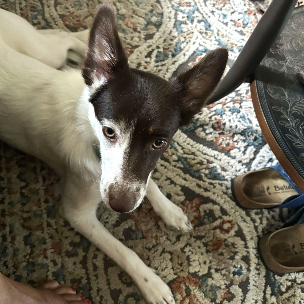 Rosemary, an adoptable Australian Shepherd in Rockland, WI, 54653 | Photo Image 6