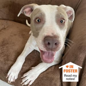 Luxurians, Senior Female Pit Bull Terrier