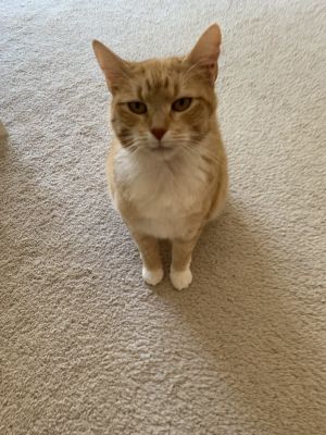 _Daffodil, Young Female Domestic Short Hair