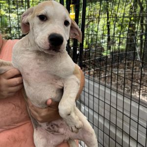 Sage Mixed Breed Dog