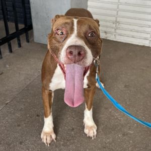 Tender Mixed Breed Dog