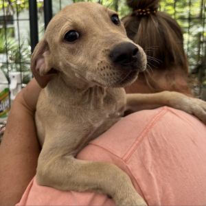 Cinnamon 2 Mixed Breed Dog