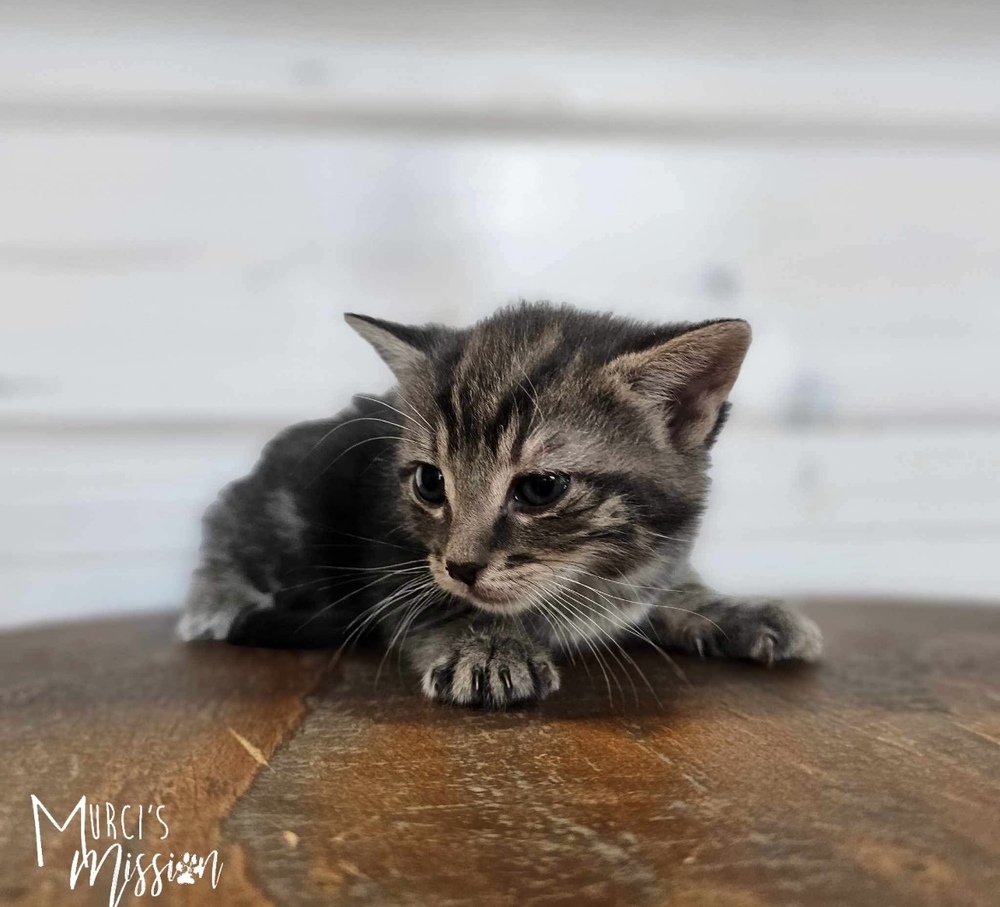 Stevie Nicks, an adoptable Domestic Short Hair in Spokane , WA, 99209 | Photo Image 1