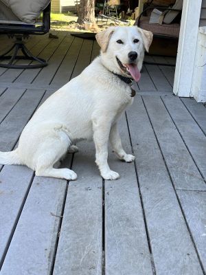 Lola Yellow Labrador Retriever Dog