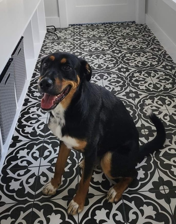 Bowser, an adoptable Shepherd in Halifax, NS, B3J 3A5 | Photo Image 2