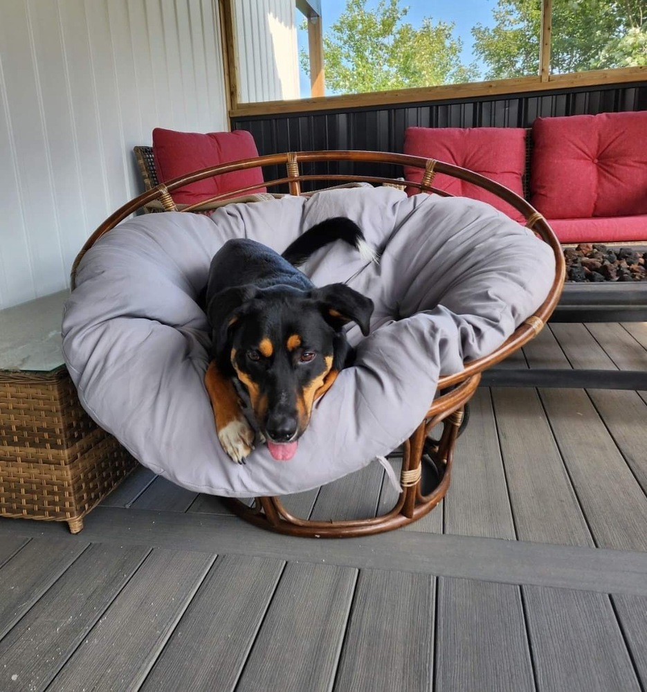 Bowser, an adoptable Shepherd in Aulac, NB, E4L 2X2 | Photo Image 3