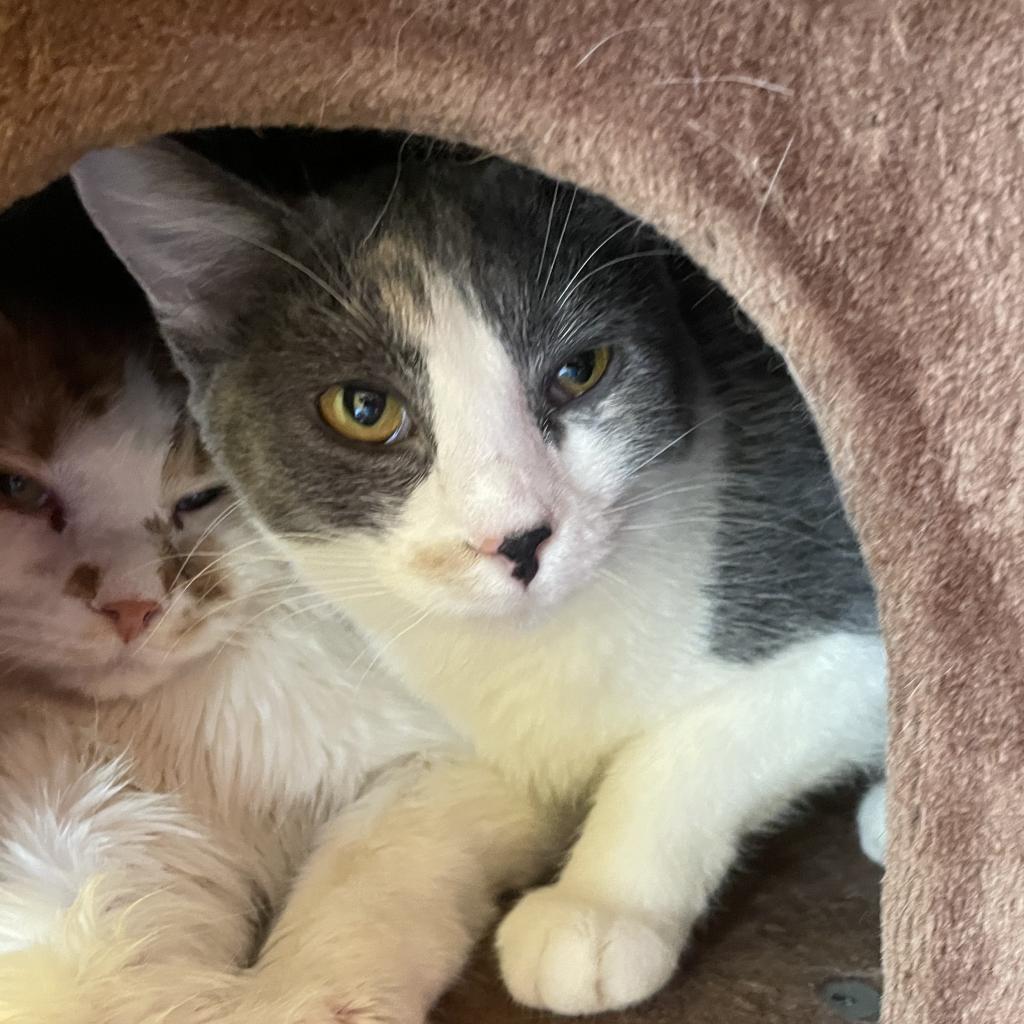 Rachel bonded with Rodrick- Beautiful little sweetheart! Adoption fee $50 for the pair!, an adoptable Domestic Short Hair, American Shorthair in Flagstaff, AZ, 86004 | Photo Image 1