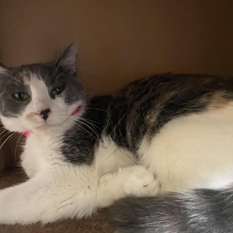 Rachel bonded with Rodrick- Beautiful little sweetheart! Adoption fee $50 for the pair!, an adoptable Domestic Short Hair, American Shorthair in Flagstaff, AZ, 86004 | Photo Image 3