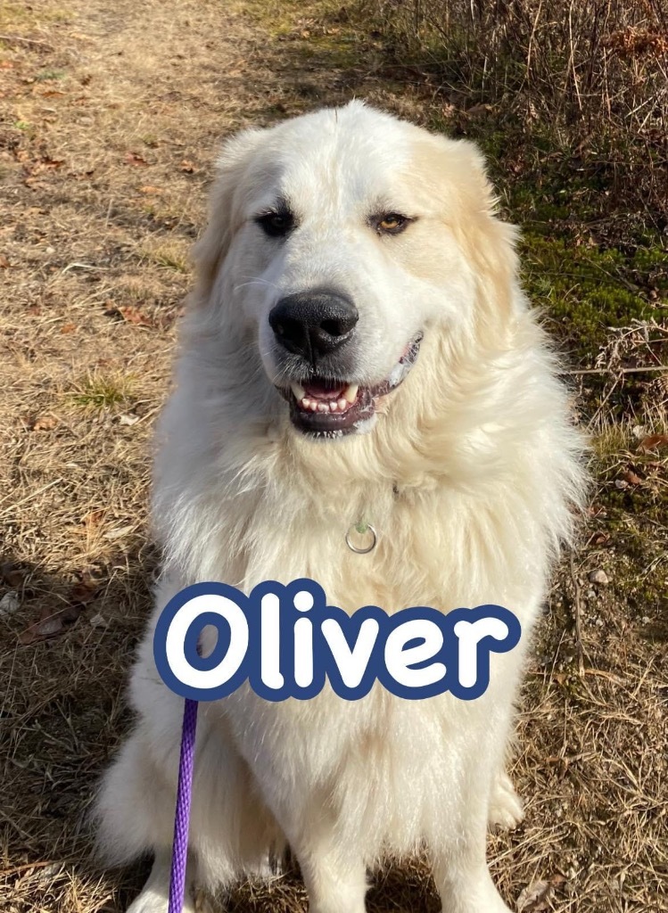 Oliver, an adoptable Great Pyrenees in Glenfield, NY, 13343 | Photo Image 1