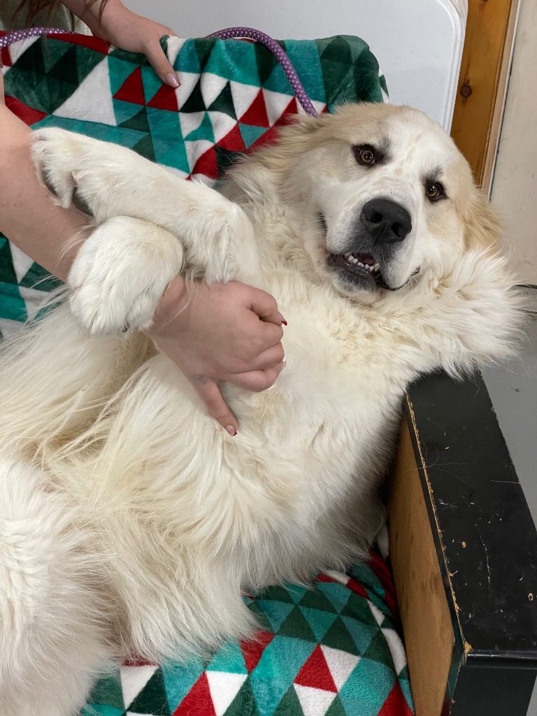 Oliver, an adoptable Great Pyrenees in Glenfield, NY, 13343 | Photo Image 1