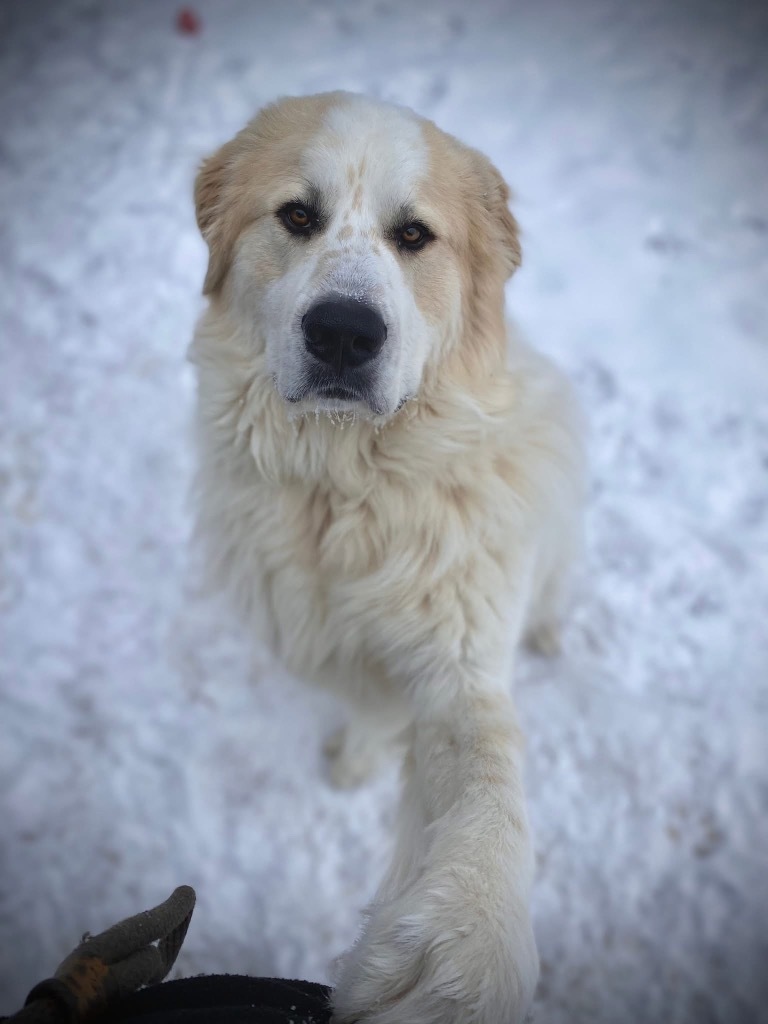 Oliver, an adoptable Great Pyrenees in Glenfield, NY, 13343 | Photo Image 1