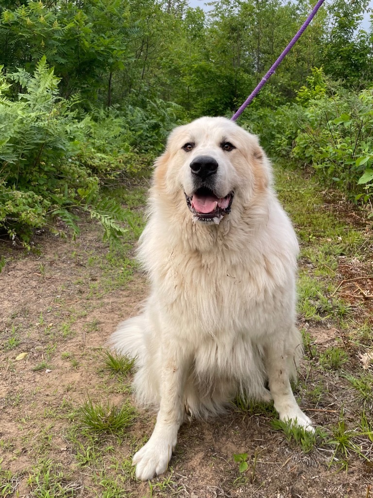 Oliver, an adoptable Great Pyrenees in Glenfield, NY, 13343 | Photo Image 1
