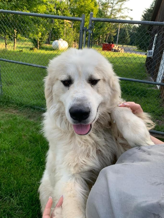 Oliver, an adoptable Great Pyrenees in Glenfield, NY, 13343 | Photo Image 2