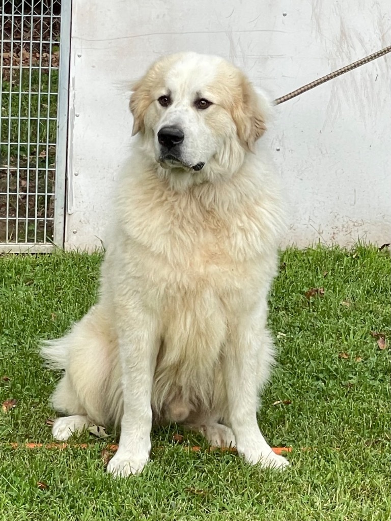 Oliver, an adoptable Great Pyrenees in Glenfield, NY, 13343 | Photo Image 3