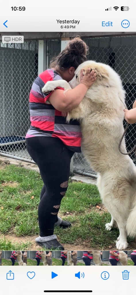 Oliver, an adoptable Great Pyrenees in Glenfield, NY, 13343 | Photo Image 4