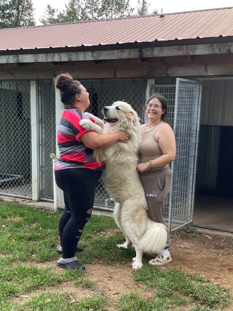 Oliver, an adoptable Great Pyrenees in Glenfield, NY, 13343 | Photo Image 5