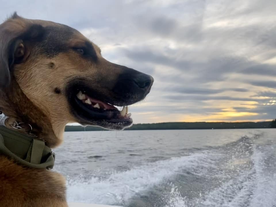 Waylon, an adoptable Mastiff in Auburn, ME, 04210 | Photo Image 2