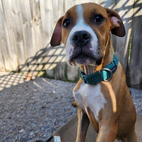 My Fair Lady, an adoptable Mixed Breed in Glenfield, NY, 13343 | Photo Image 1