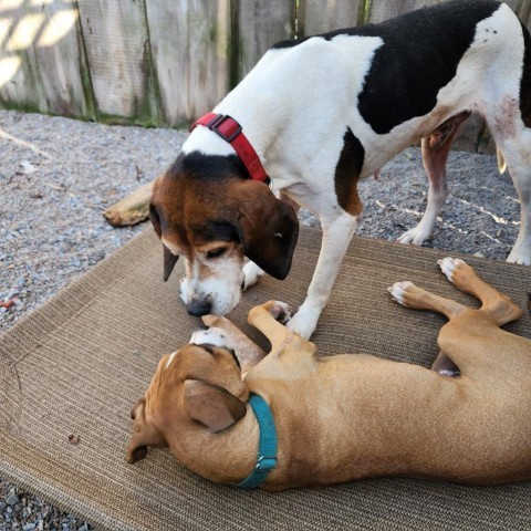 My Fair Lady, an adoptable Mixed Breed in Glenfield, NY, 13343 | Photo Image 2