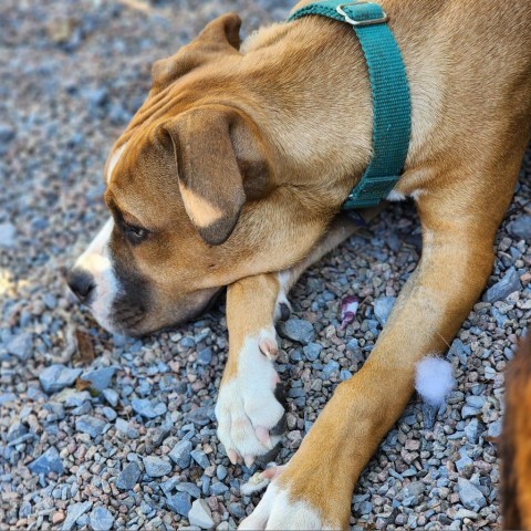 My Fair Lady, an adoptable Mixed Breed in Glenfield, NY, 13343 | Photo Image 3