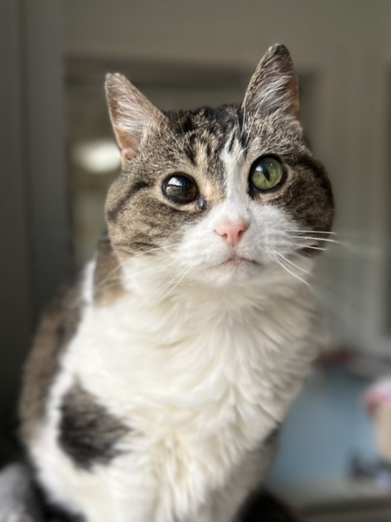 Sophia, an adoptable Domestic Short Hair in Menomonie, WI, 54751 | Photo Image 1