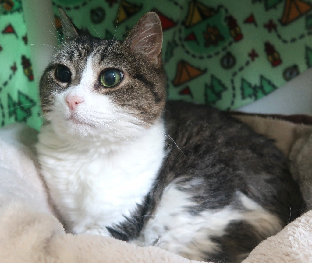 Sophia, an adoptable Domestic Short Hair in Menomonie, WI, 54751 | Photo Image 2
