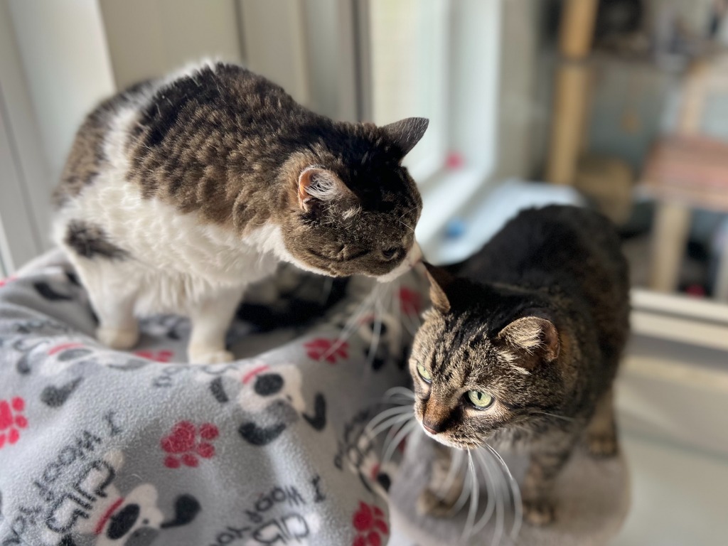 Sophia, an adoptable Domestic Short Hair in Menomonie, WI, 54751 | Photo Image 6