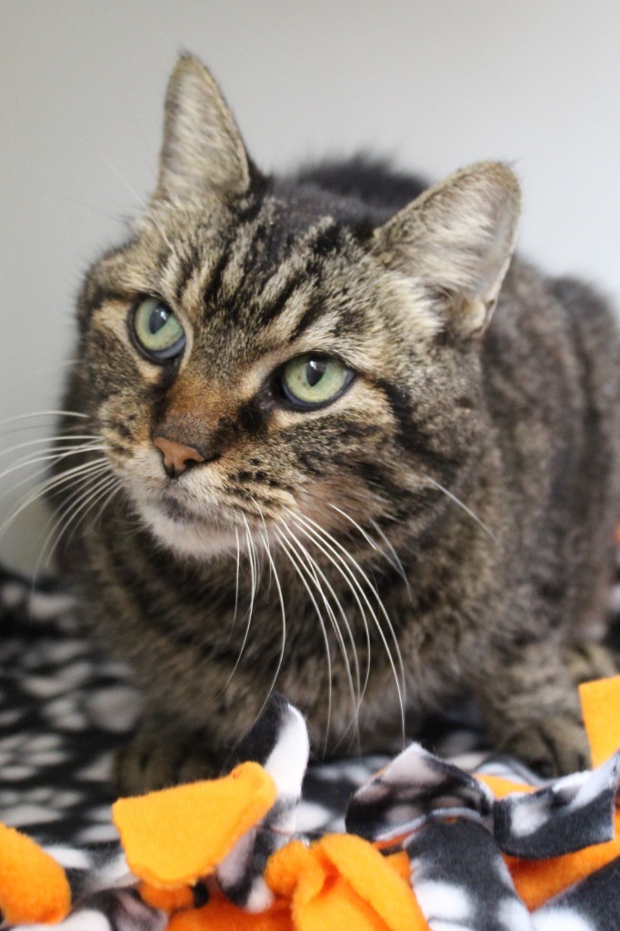 Toby, an adoptable Domestic Short Hair in Menomonie, WI, 54751 | Photo Image 1