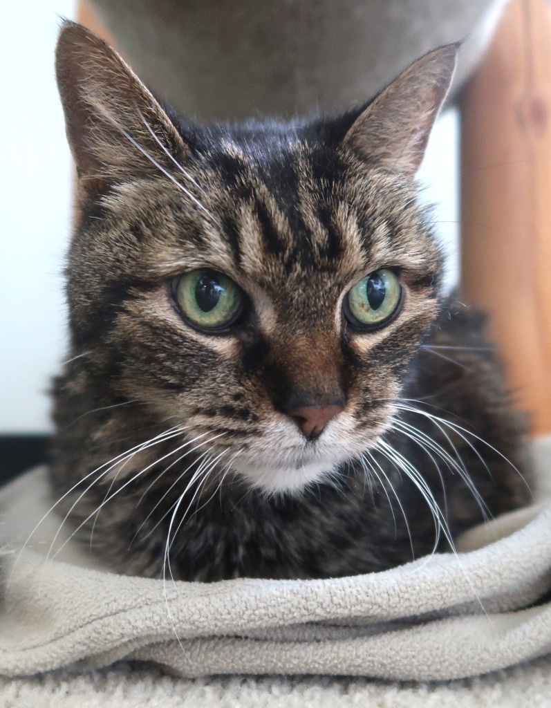 Toby, an adoptable Domestic Short Hair in Menomonie, WI, 54751 | Photo Image 2