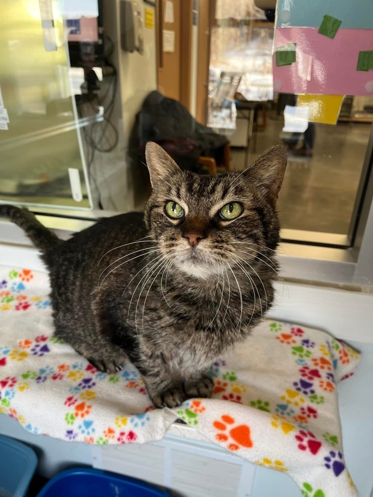 Toby, an adoptable Domestic Short Hair in Menomonie, WI, 54751 | Photo Image 3